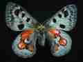 Parnassius wiscotti (gynandromorph, Alex Bic) (Internet Image property of respective owner, non-commercial use only)